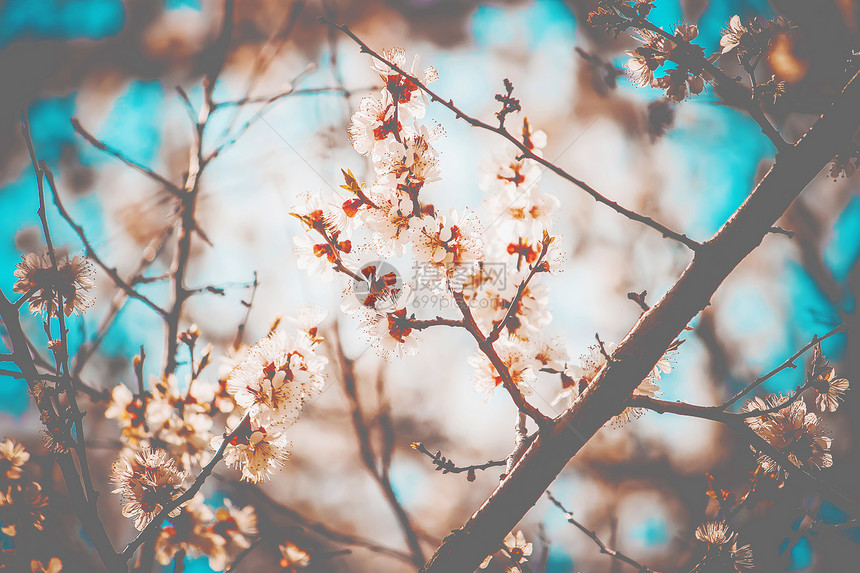 开花的树春天图片