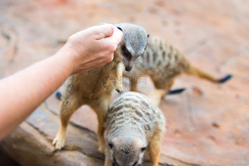MeerkatsSuricatasuricatasuviicatta非洲土著动物属于蒙戈斯家族的小食肉动物等近距离图片