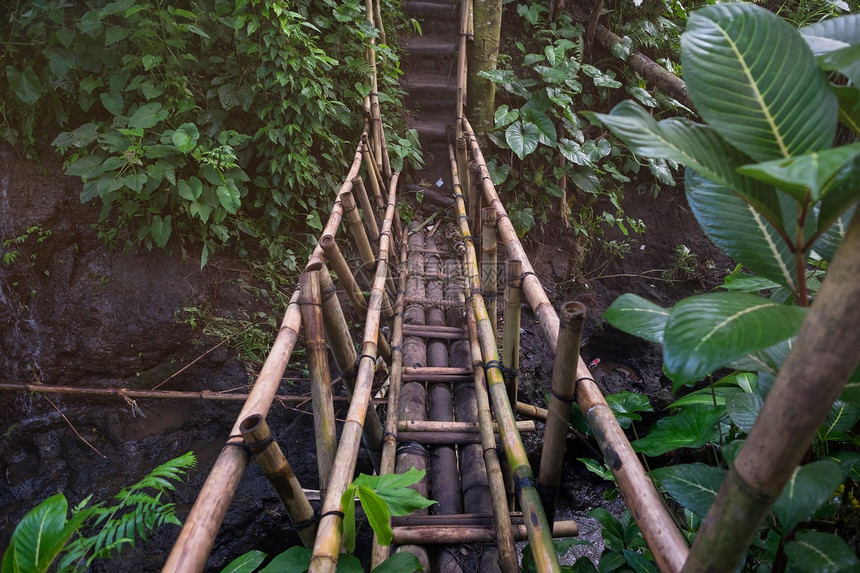 悬吊桥通向丛林的另一边雨林图片