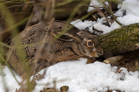 野兔在冬天的林地图片
