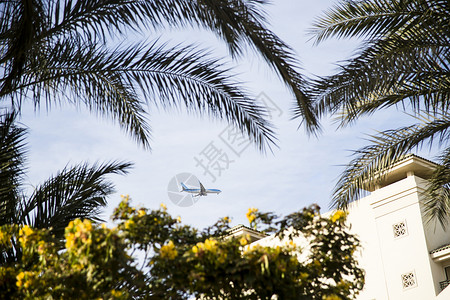 飞机往埃及沙姆伊赫度假城市降落通过棕榈树鲜花和酒店图片