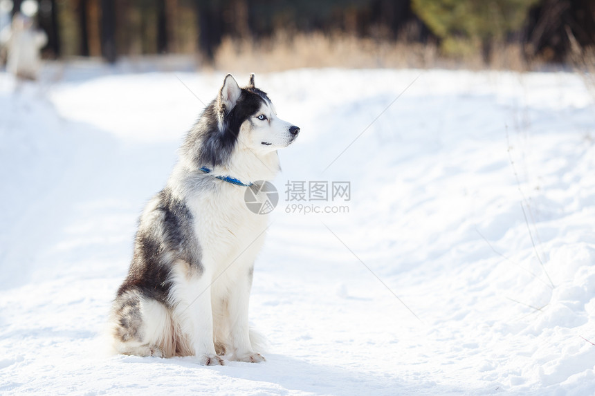 西伯利亚胡斯基狗在冬天的黑白颜色离摄图片