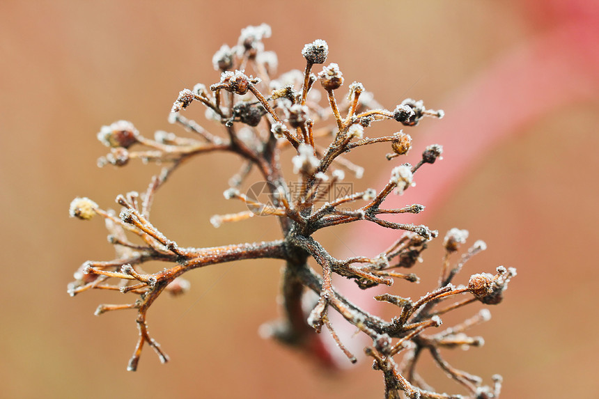 霜冻灌木树干冬季背图片