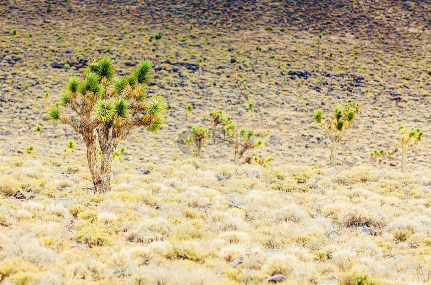 亚利桑那沙漠风景中的乔拉仙人掌和萨图片