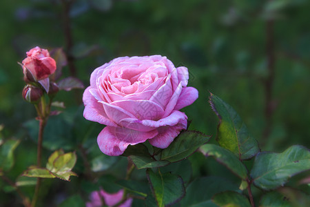 花园中美丽的粉红色玫瑰图片