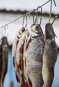 盐咸河鱼类在悬铁钩上的天秤上横撞着鱼群背景图片