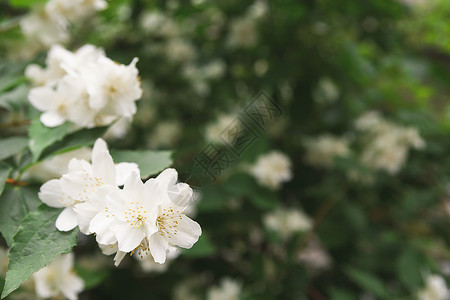 鲜花中的苹果树白花和绿叶紧闭春季自图片