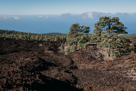 黑火山熔岩石与松树的矿区台德公背景图片