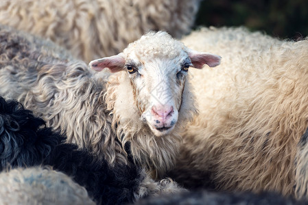 群羊在山区农场特写图片