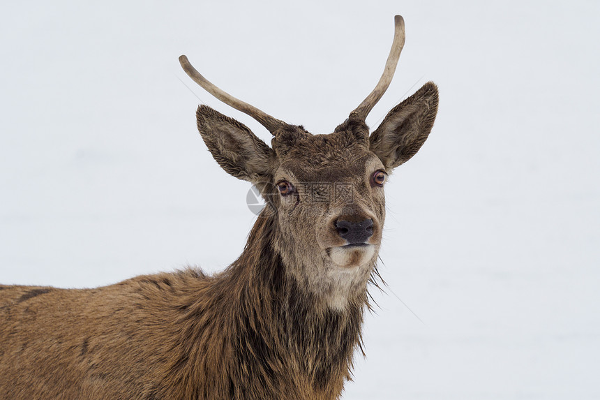 鹿在雪地里冬天的鹿图片