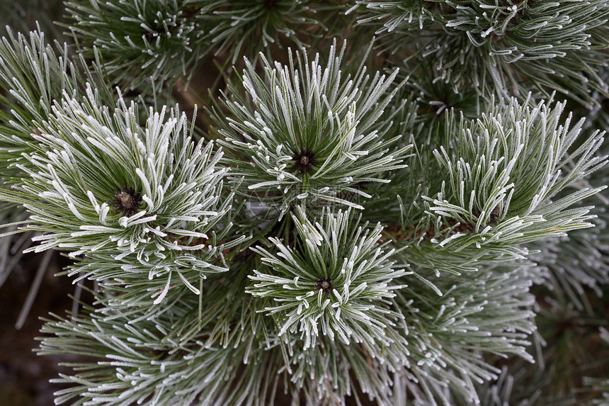 松树上的冬霜图片