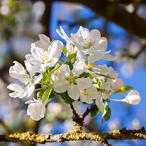 春天苹果花的序图片