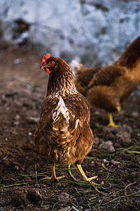 野生自由鸡在农村繁殖图片
