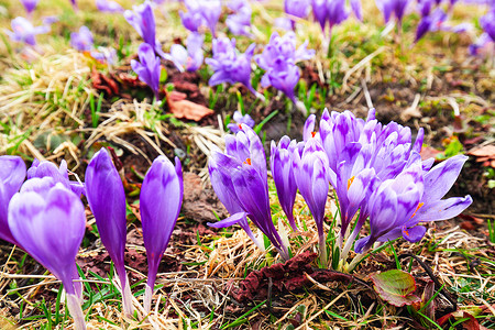 紫花朵在雪中的花朵在春天唤醒阳图片