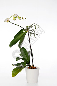 白花和绿花喷洒在Palaenopsis兰花植物上图片