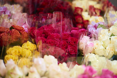 花店里五颜六色的玫瑰特写图片