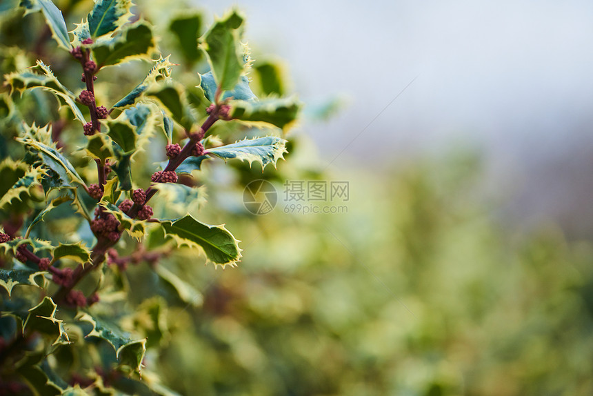 关闭植物园种植的绿色植图片