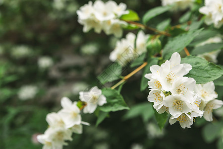 鲜花中的苹果树白花和绿叶紧闭春季自图片