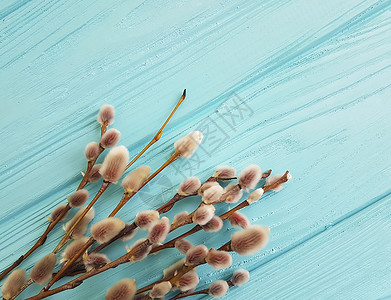 蓝色木质背景上的柳树图片