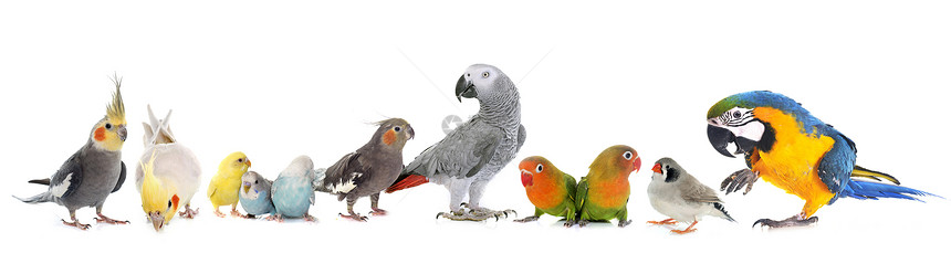 普通宠物鹦鹉非洲灰色鹦鹉爱鸟斑马芬奇和白本图片