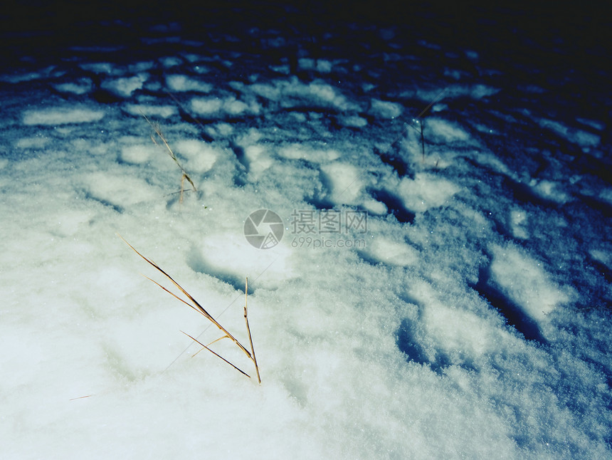 被大雪覆盖的冰冻的长茎草满月之夜的冬天行走图片