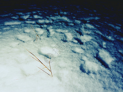 被大雪覆盖的冰冻的长茎草满月之夜的冬天行走图片
