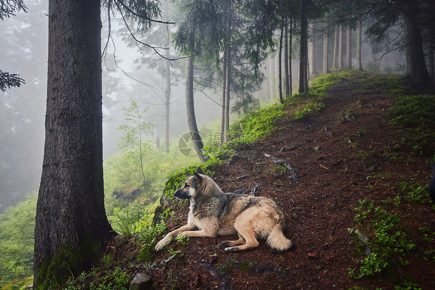 猎狗在迷雾的山林里等待图片