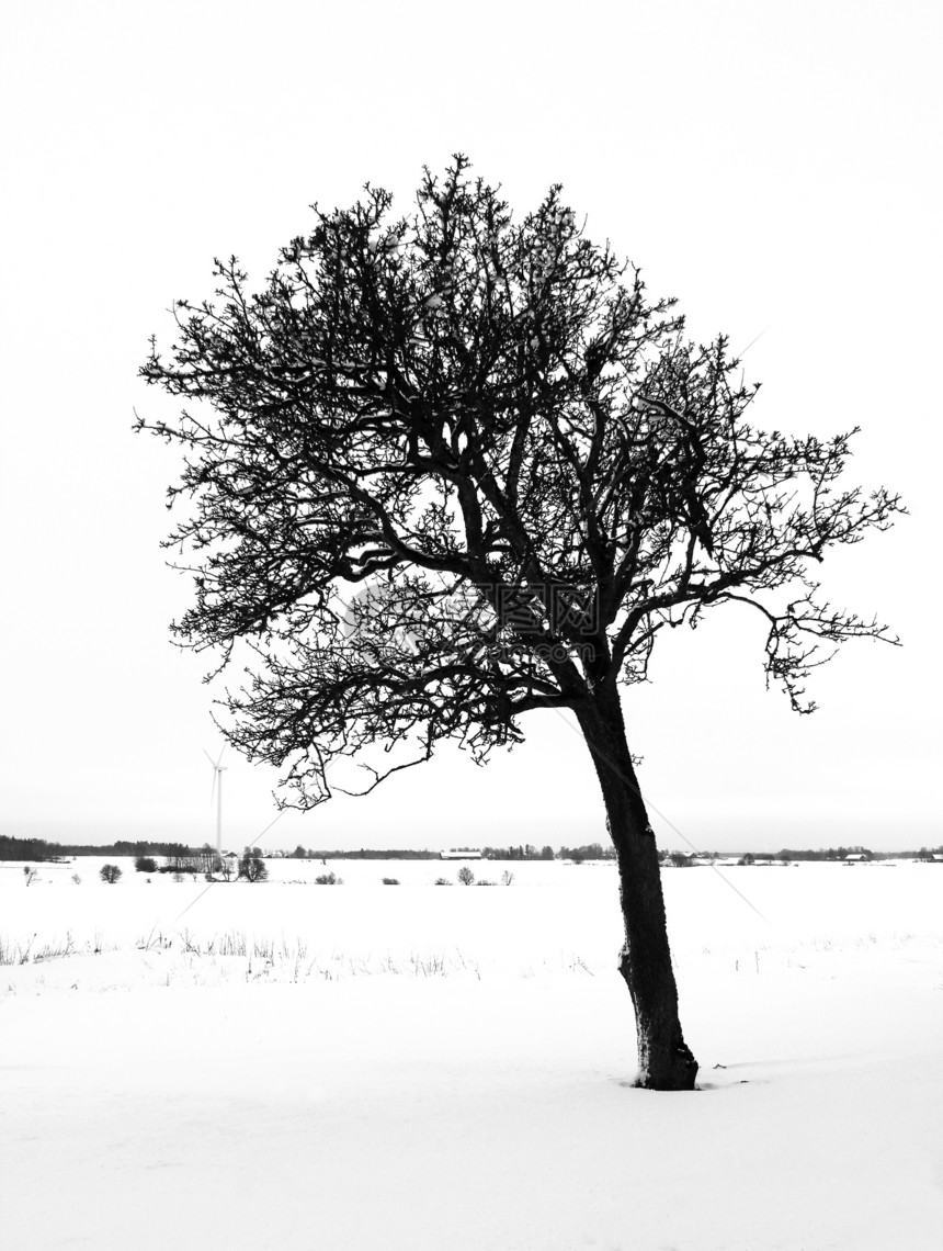 在冬天的风景中独自站立着黑白两色调里图片