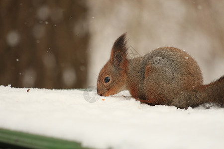 公园雪地上蓬松的红松鼠图片