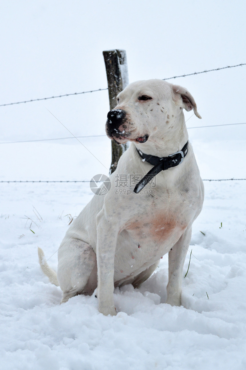 一只牧羊犬在冬天的雪下繁殖DogoArg图片