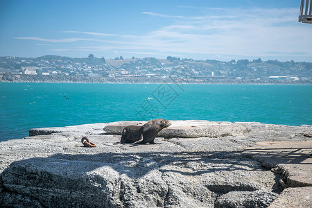 海狮野生海狮自然背景和新图片