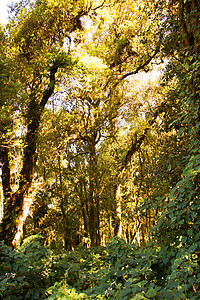 绿林中的树枝树干和树叶的详情图片