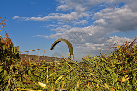 玉米直升机的吹风管道延伸至一堆可被切成淤泥的图片