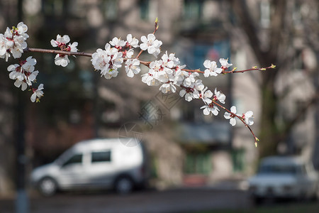 春季开花苹果树的分支图片