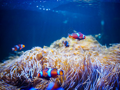 Ocellaris小丑鱼有珊瑚背景图片