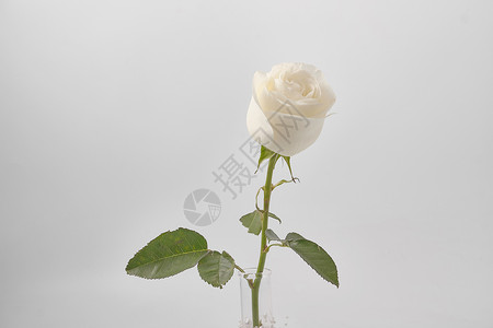 白玫瑰白玫瑰有叶子和白图片