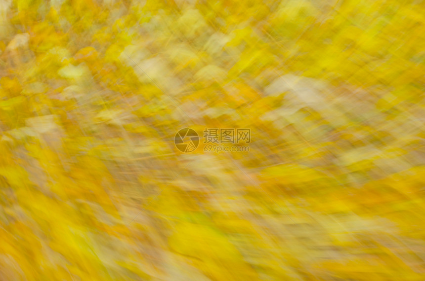 秋天落叶散景背运动模糊树叶秋天秋天树图片