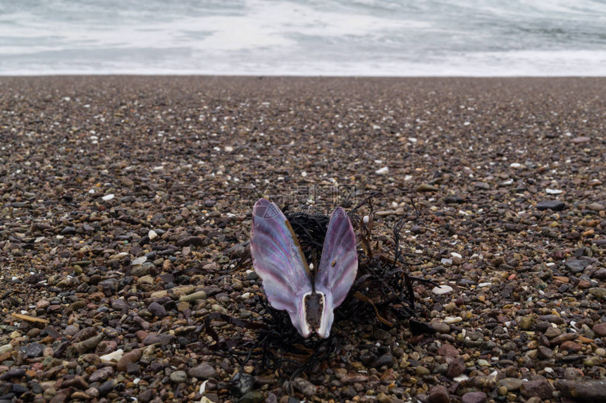 在海滩的壳蝴蝶反对海图片