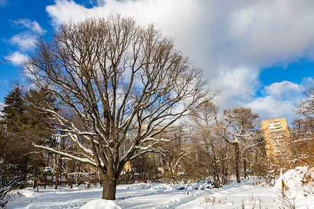 在寒冬下雪的一个城市公园里图片