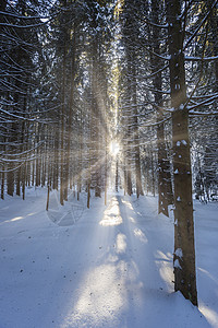 太阳光束照耀在树林中雪图片