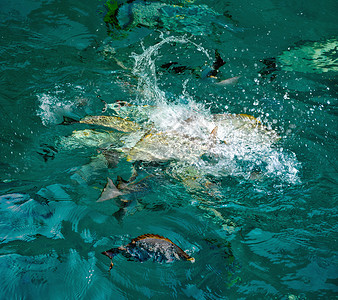 水鱼在水体中争夺猎物泰国图片
