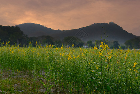 日落的夕阳田下盛开的花草原景图片