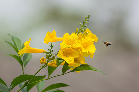 黄蜂和黄花黄老花黄铃或三花图片