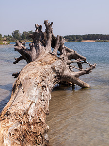 夏日在湖岸上树干枯根厚图片