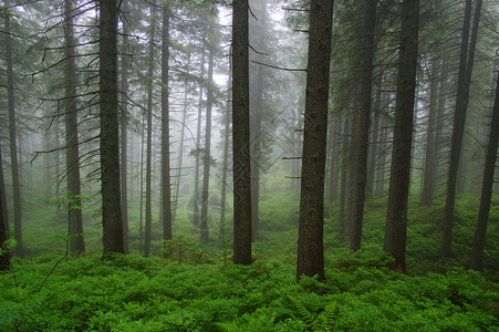 森林和雾中的树木图片