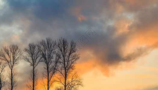 冬日黎明背景下的树木剪影图片