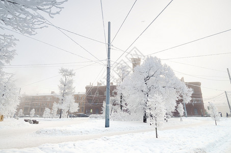 城市的白雪冬天树木上布满明亮的雪美图片