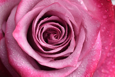 美丽的粉红色玫瑰关闭图片