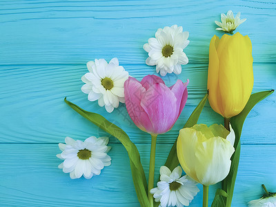 美丽的菊花郁金香蓝色木质背景图片