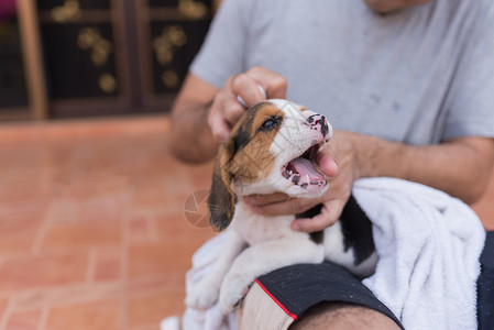 拿着小狗猎犬的人图片